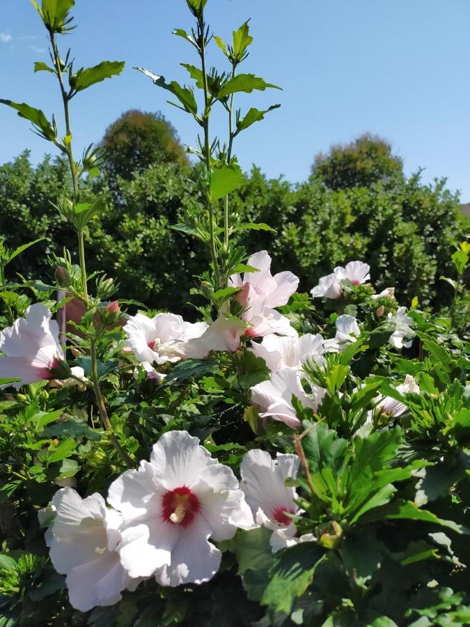 Climatise L'oisellerie Homestay Castelnou